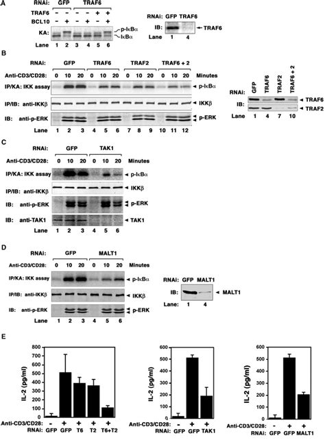 The Traf Ubiquitin Ligase And Tak Kinase Mediate Ikk Activation By