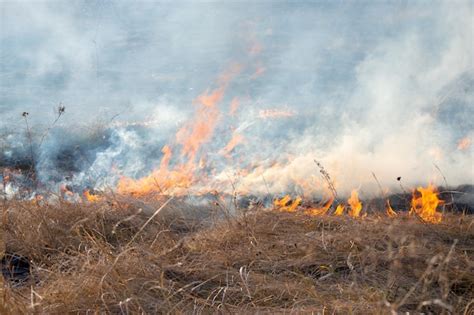 Premium Photo Dry Grass Burning On Field Day Closeup Burning Dry