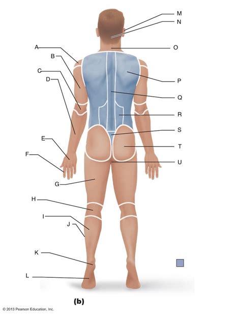 Body Regions Posterior Diagram Quizlet