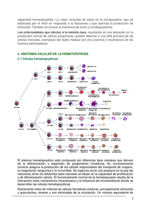 Hematopoyesis Formación De Células Sanguíneas En La Médula Osea