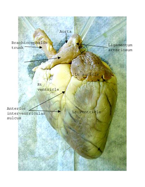 Anterior View Of Sheep Heart Labeled Home Alqu