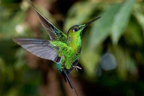 Tour Al Bosque Nuboso De Mindo Chocolate Caf Aves Y Naturaleza