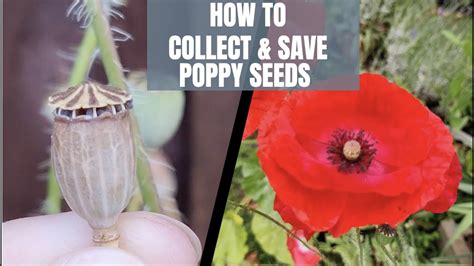 How To Collect And Save Poppy Seeds Harvest Poppy Seeds Grow Poppies