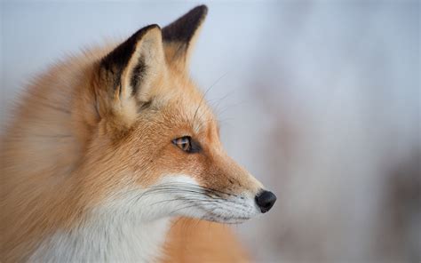 Animal Close Up Fox Head Face Bokeh Wallpaper Animals Wallpaper