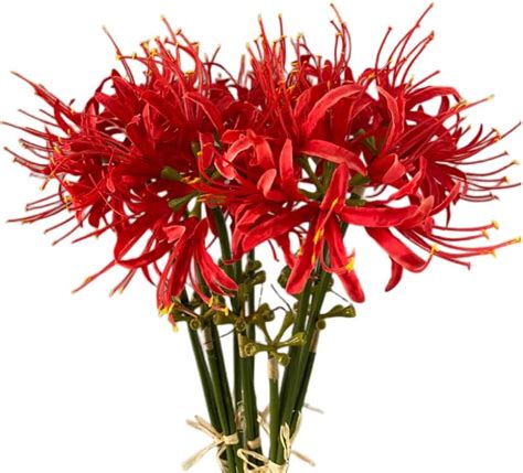 Xizhi Stiele K Nstliche Spinnenlilie Blumen Zoll Lycoris