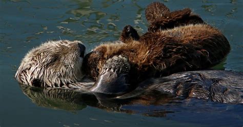 Defying man and nature, the sea otters of Morro Bay have made a ...