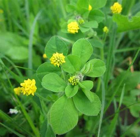 35 Yellow Flowering Weeds With Pictures Identification Guide