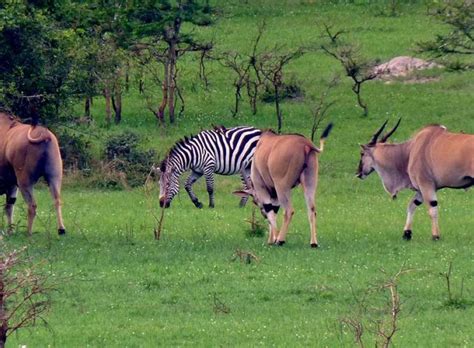 Days Lake Mburo National Park Tour City Side Tours And Travel