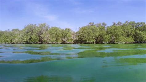 Abu Dhabi is replanting mangroves in the fight against climate change - CNN