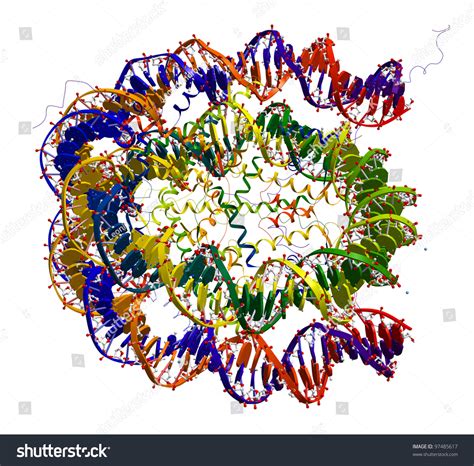 Nucleosome Core Particle Structure Stock Illustration 97485617 ...