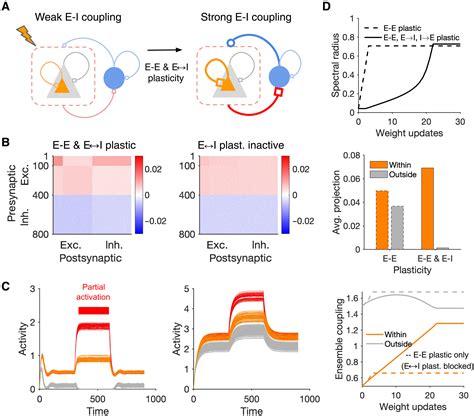 Excitatory Inhibitory Balance Modulates The Formation And Dynamics Of