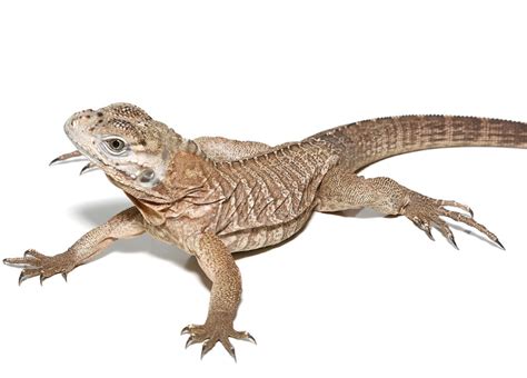 Baby Rhino Iguana For Sale - Upriva Reptiles