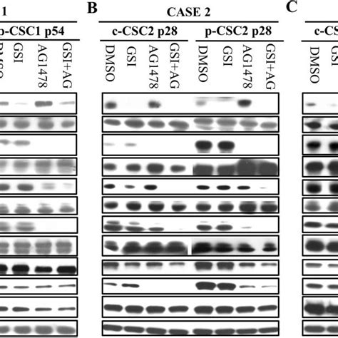 Dual Inhibition Contributes To Down Modulation Of PI3K Akt ERK1 2 And