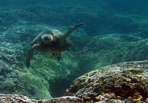 Tortue De Mer Verte Sous Marine Photo Stock Image Du Vert Mers 12702