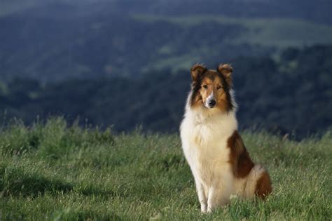 Qu Es El Ojo De Collie Y C Mo Lo Contrae Un Perro