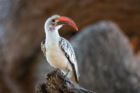 Red-Billed Hornbill | Sean Crane Photography