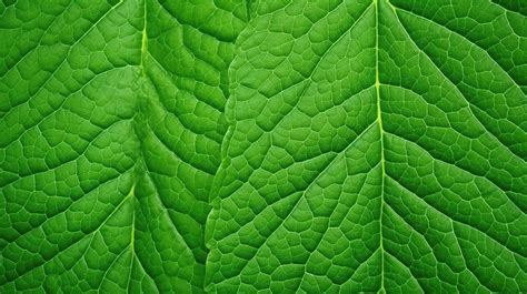 Fondo Natural Abstracto Textura De Hoja Verde Fresca Hojas Verdes