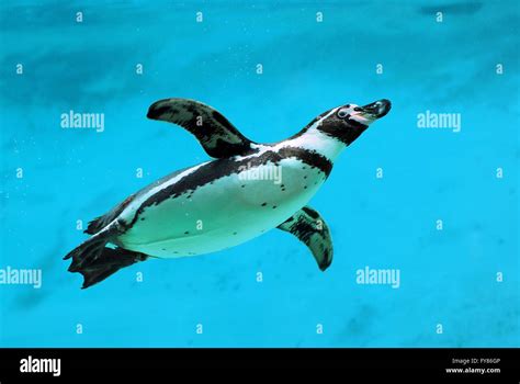 Spheniscus Humboldti Swimming Hi Res Stock Photography And Images Alamy