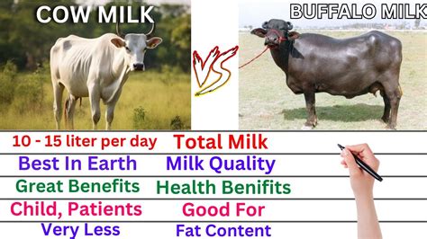 Comparison Cow Milk Vs Buffalo Milk Taste Health Benefits Nutrients Medical Benefits Youtube