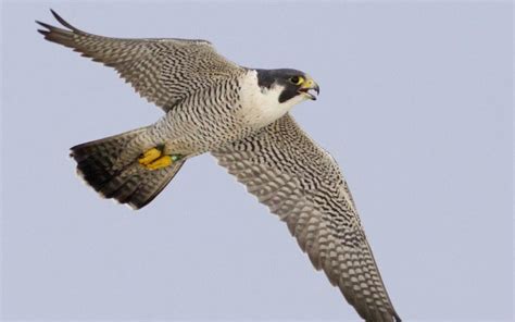 Halcón peregrino el pájaro más rápido del mundo Caminito del Rey