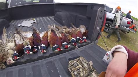 California Pheasant Hunting Youtube