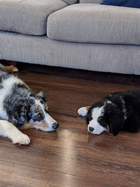 My Berner And My Aussie Rbernesemountaindogs