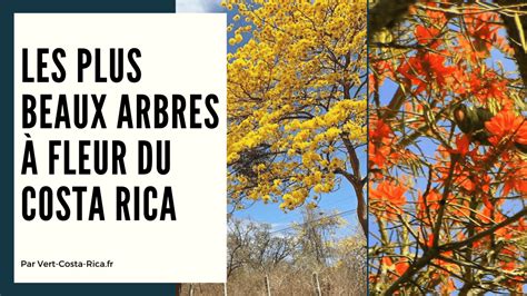 Les plus beaux arbres à fleur du Costa Rica : 7 arbres à découvrir