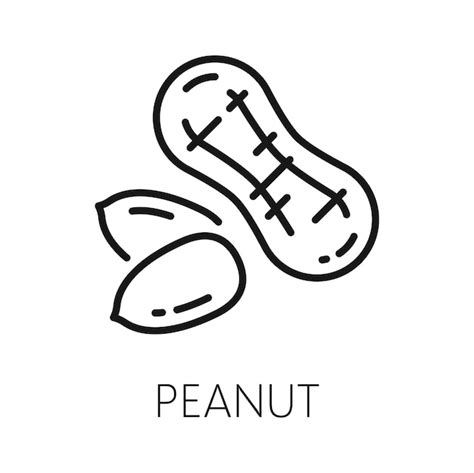 Peanut Vector Art