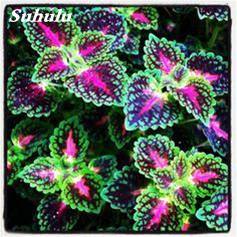 Exotic Coleus Seeds 200 Pcs Mixed Colors - BestSeedsOnline.com - Free ...