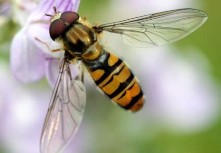 Flies And Insects That Look Like Bees But ARE NOT