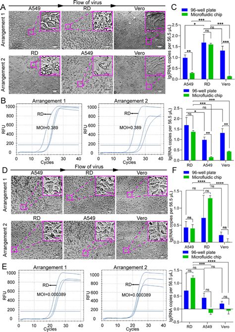 Ev71 Infection Of Different Cell Lines Seeded In Different Arrangements