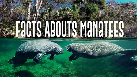 6 Fun Facts About Manatees Explore Awesome Activities Fun Facts - Riset