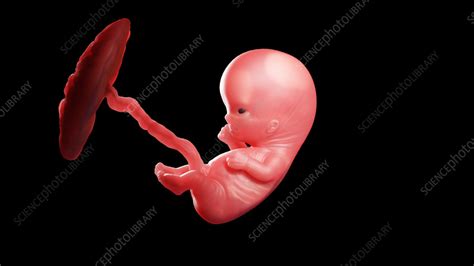 Human Fetus 10 Weeks Medical Image Of A 10 Week Old Embryo Stock Photo