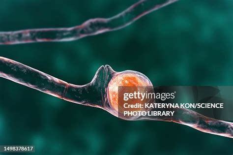 Basidiobolus Ranarum Fungus Illustration High Res Vector Graphic