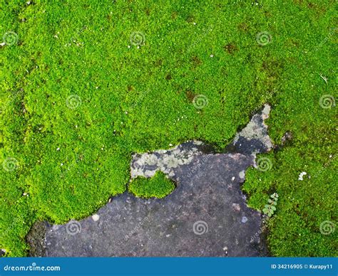 Moss Growing On A Concrete Wall Stock Image Image 34216905