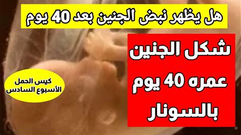 هل يظهر نبض الجنين بعد 40 يومشكل الجنين عمره 40 يوم بالسوناركيس الحمل