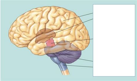 brain divisions labeling Diagram | Quizlet