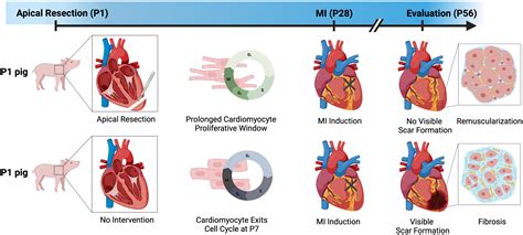 Turning back the clock: A concise viewpoint of cardiomyocyte cell cycle