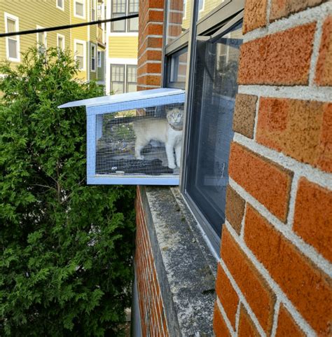 Cat Window Box Guide: Everything You Need to Know - Balcony Boss