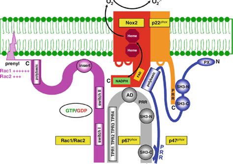 Schematic Representation Of The Assembled Phagocyte NADPH Oxidase TPR