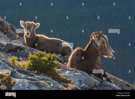 Rocky Mountain Bighorn Sheep Ewe And Lamb Ovis Canadensis Jasper