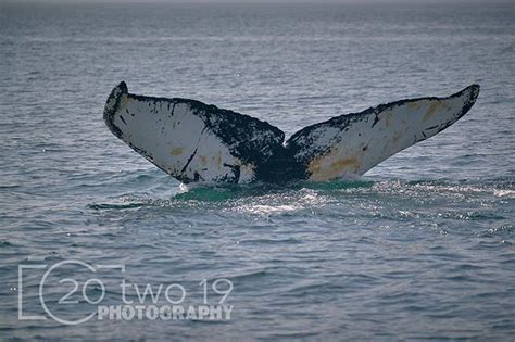 We went to Digby Neck and did some whale watching with #petitpassagewhalewatch Couldn't ask for ...