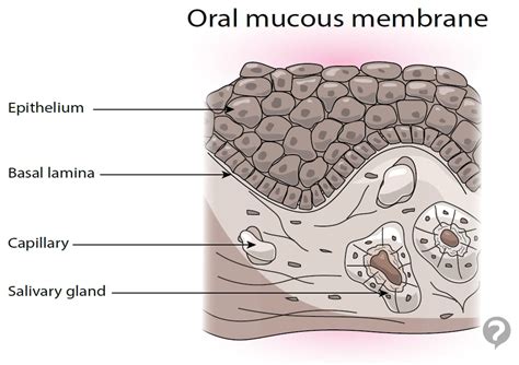 Mucous Membranes Definition