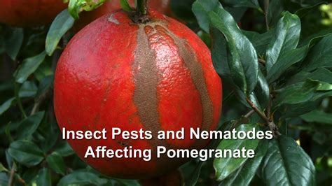 Insect Pests And Nematodes Affecting Pomegranate Youtube