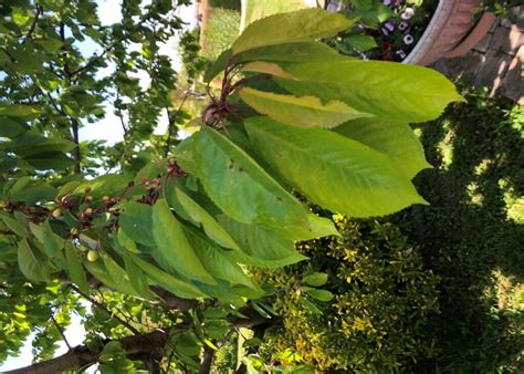 Ciliegio Selvatico Prunus Avium Rotary Alba