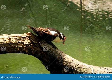 Ornamental ducks of asia stock image. Image of ducks - 132387233