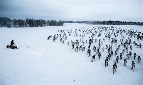 Fighting for Free-Range Reindeer in Norway’s Far North - YES! Magazine