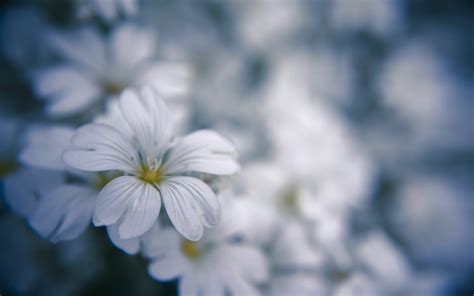 Wallpaper Sunlight Depth Of Field Nature Blue White Flowers