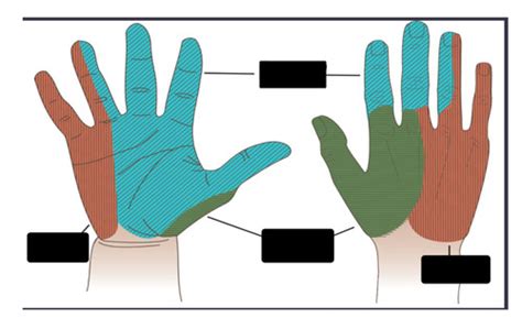 Pathologies Of The Elbow Flashcards Quizlet