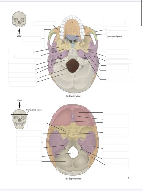 Bio Lab Exam 2 Diagram Quizlet